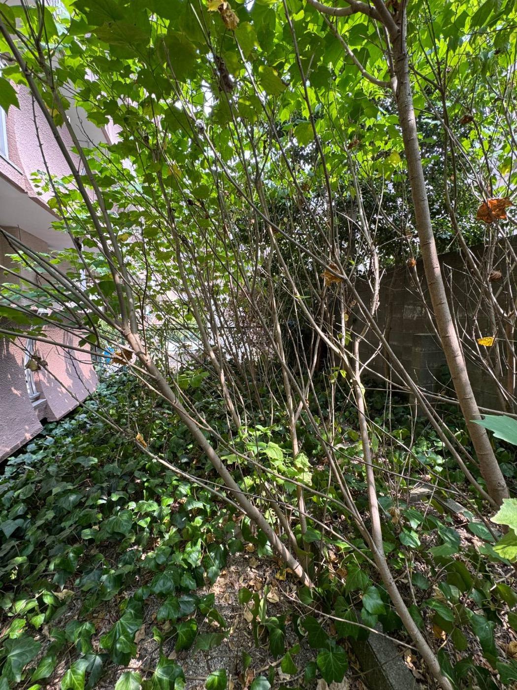 作業前：若木とツタに覆われた庭